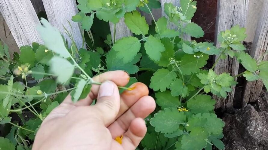 sok od bilja celandina za uklanjanje papiloma
